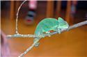 Veranstaltungsbild Reptilien erleben in Achmer I