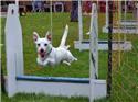 Veranstaltungsbild Ein Vormittag beim Hundesportclub