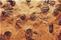 Veranstaltungsbild Im Land der Dinosaurier