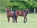 Veranstaltungsbild Reiten beim R.V. Engter I